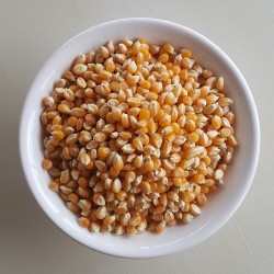 Maïs à Pop corn bio